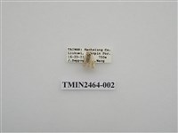 藏品(灰綠小苔蛾)的圖片